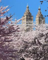 Experience Cherry Blossom Season in NYC This Spring | TikTok