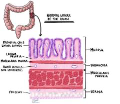 Colonic Mucosa: Definition – MyPathologyReport